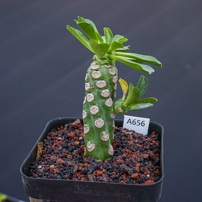 7-9cm 1PCS Seedling Cactis Live Plants Euphorbia Royleana Boiss Cristata Beautiful Rare succulent plants