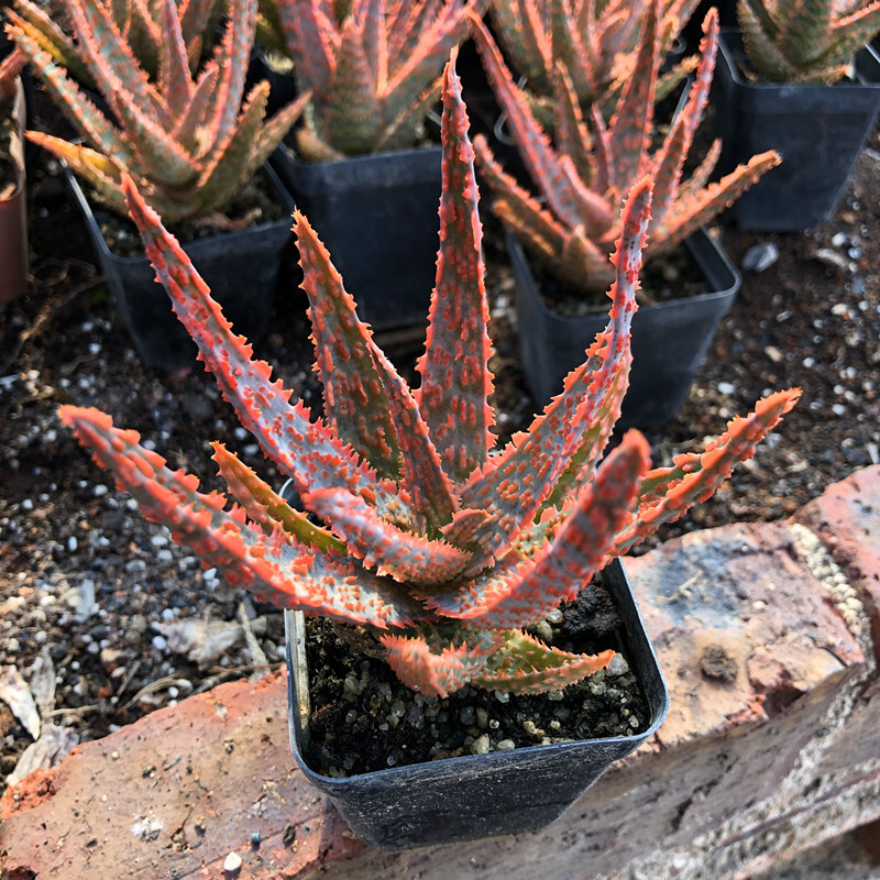 7-8cm Seedling Cactus Live Plants Aloe Christmas Carol Beautiful Rare Garden Succulent plants