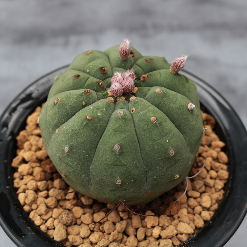 4cm Seedling Cactus Live Plants Matucana madisoniorum Beautiful Rare outdoor Garden Cactus