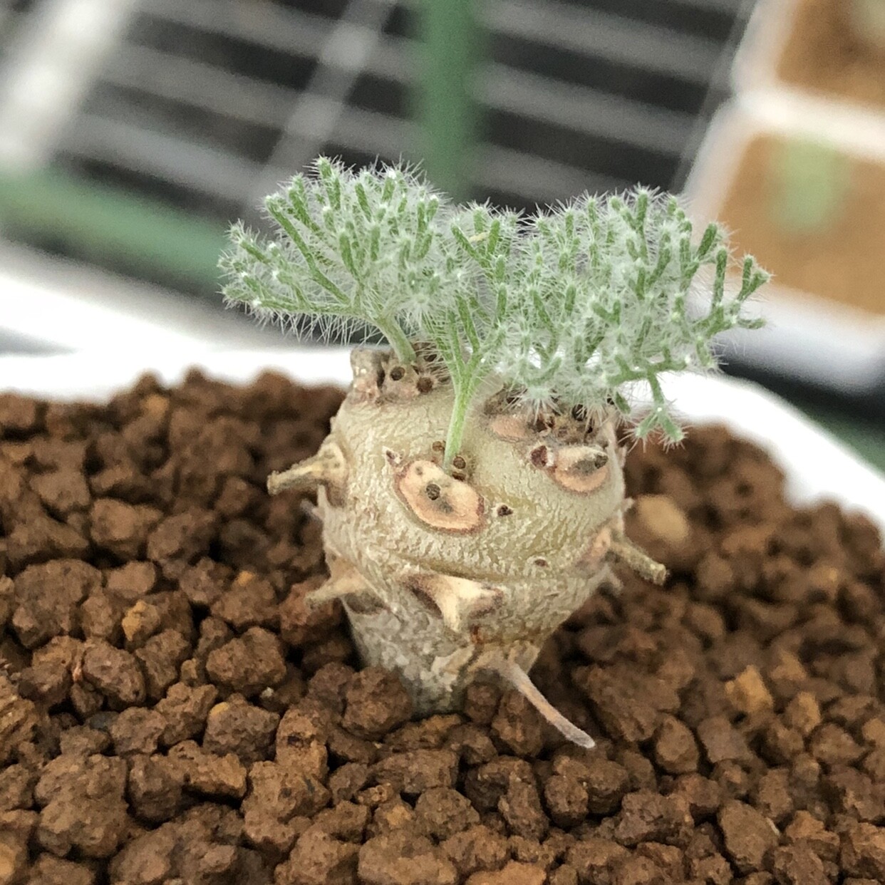 1.5CM 1PCS Seedling Cactus Live Plants Monsonia Peniculina Beautiful Root Tuber Succulent Plants