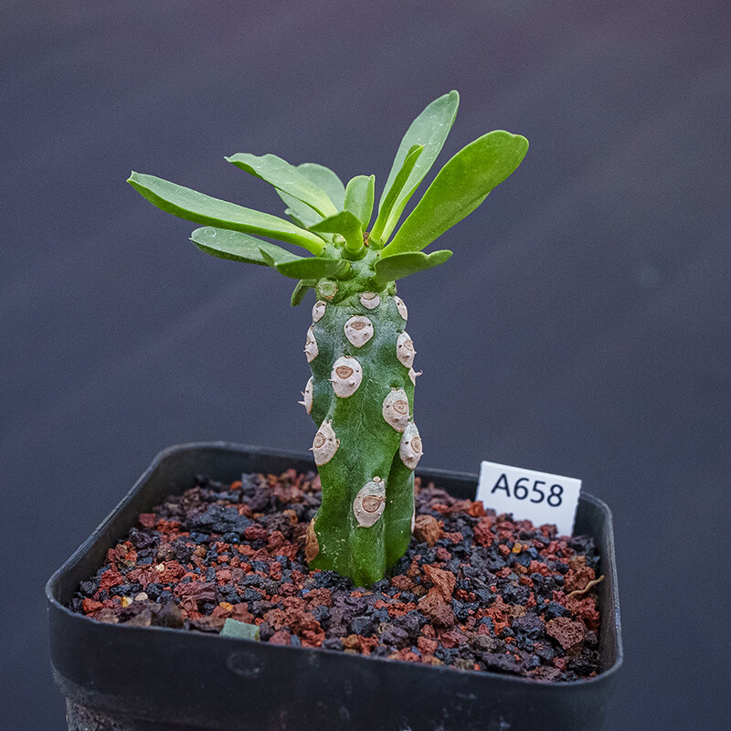 7-9cm 1PCS Seedling Cactis Live Plants Euphorbia Royleana Boiss Cristata Beautiful Rare succulent plants