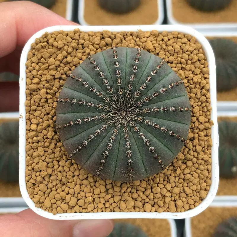 3CM 3PCS Seedling Cactus Live Plants Frailea asterioides Beautiful Garden Rare Succulent plants