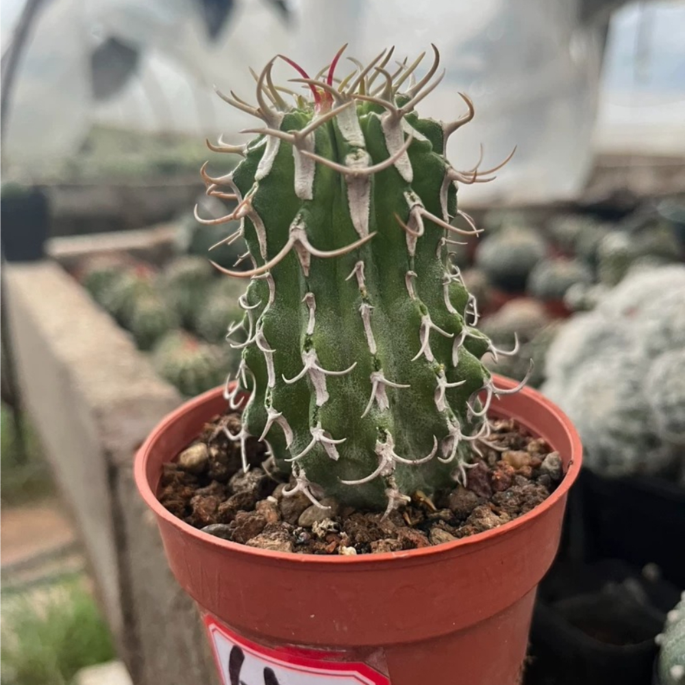 4.5-6cm Seedling Cactus Live Plants Euphorbia Columnaris Beautiful Rare Garden Succulent plants