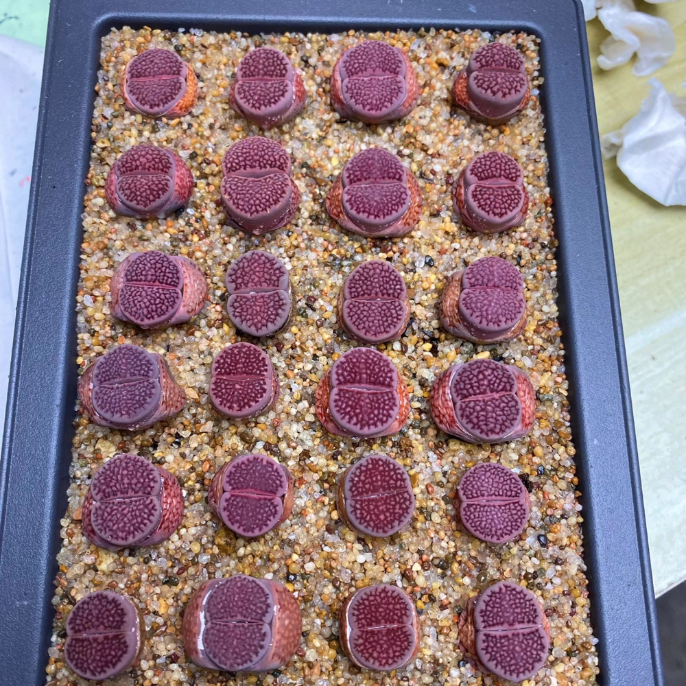 1.5-2cm 1-5PCS Seedling Succulent Live Plant Lithops Hallii Purple Beautiful Garden Rare Succulent Plants