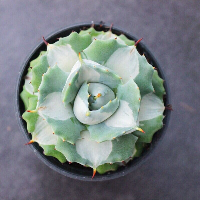 5-6cm 1PCS Seedling Cactus Live Plants Agave Isthmensis Mediopicta Alba Beautiful Rare succulent plant