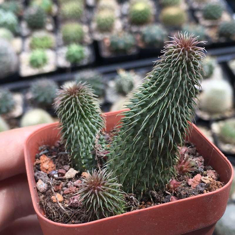 4-6CM 1PCS Seedling Cactus Live Plants Huernia pillansii Beautiful Rare Garden succulent plants