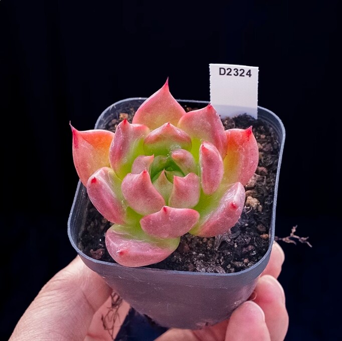 4cm Seedling Succulent Live Plants Echeveria 'Honey pink' Garden Succulent Rare Succulent