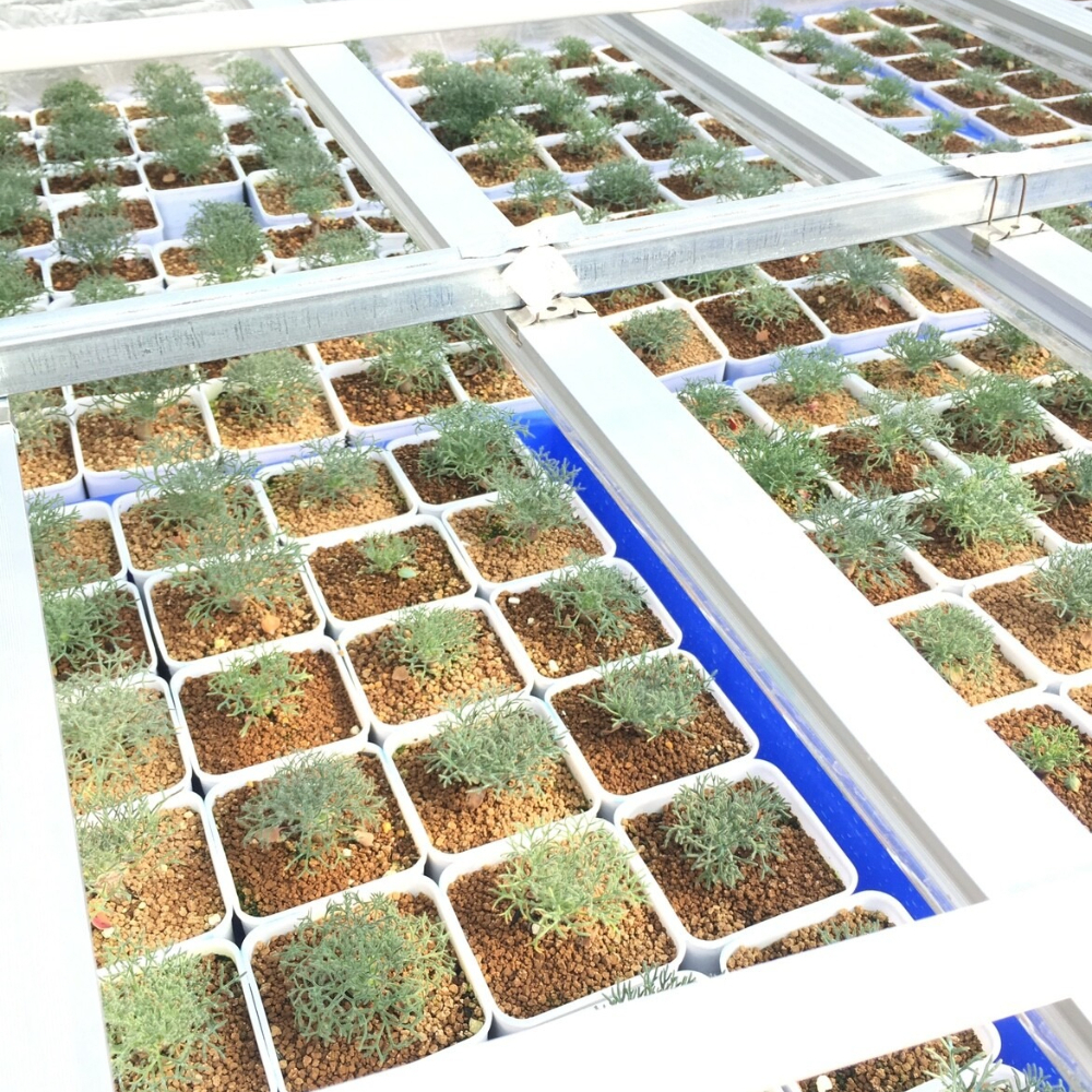 1.5CM 1PCS Seedling Cactus Live Plants Monsonia Peniculina Beautiful Root Tuber Succulent Plants