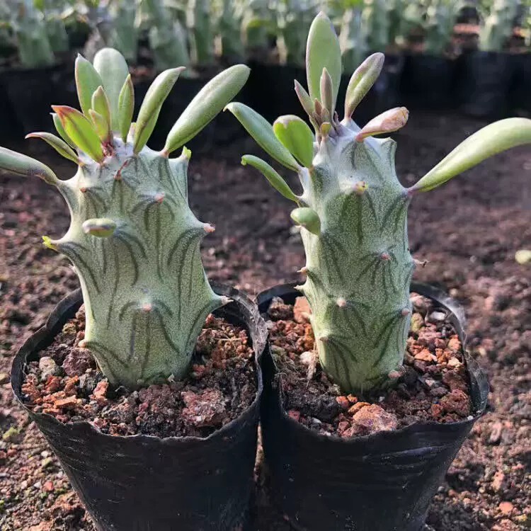 6-8CM 1PCS Seedling Cactus Live Plants Senecio mweroensisssp Beautiful Rare Garden succulent plants