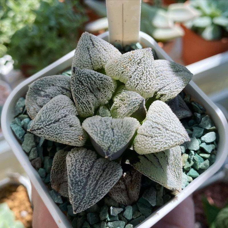 4-5cm Seedling Cactus Haworthia Live Plants Haworthia pygmaea Beautiful Garden Rare Succulent plants