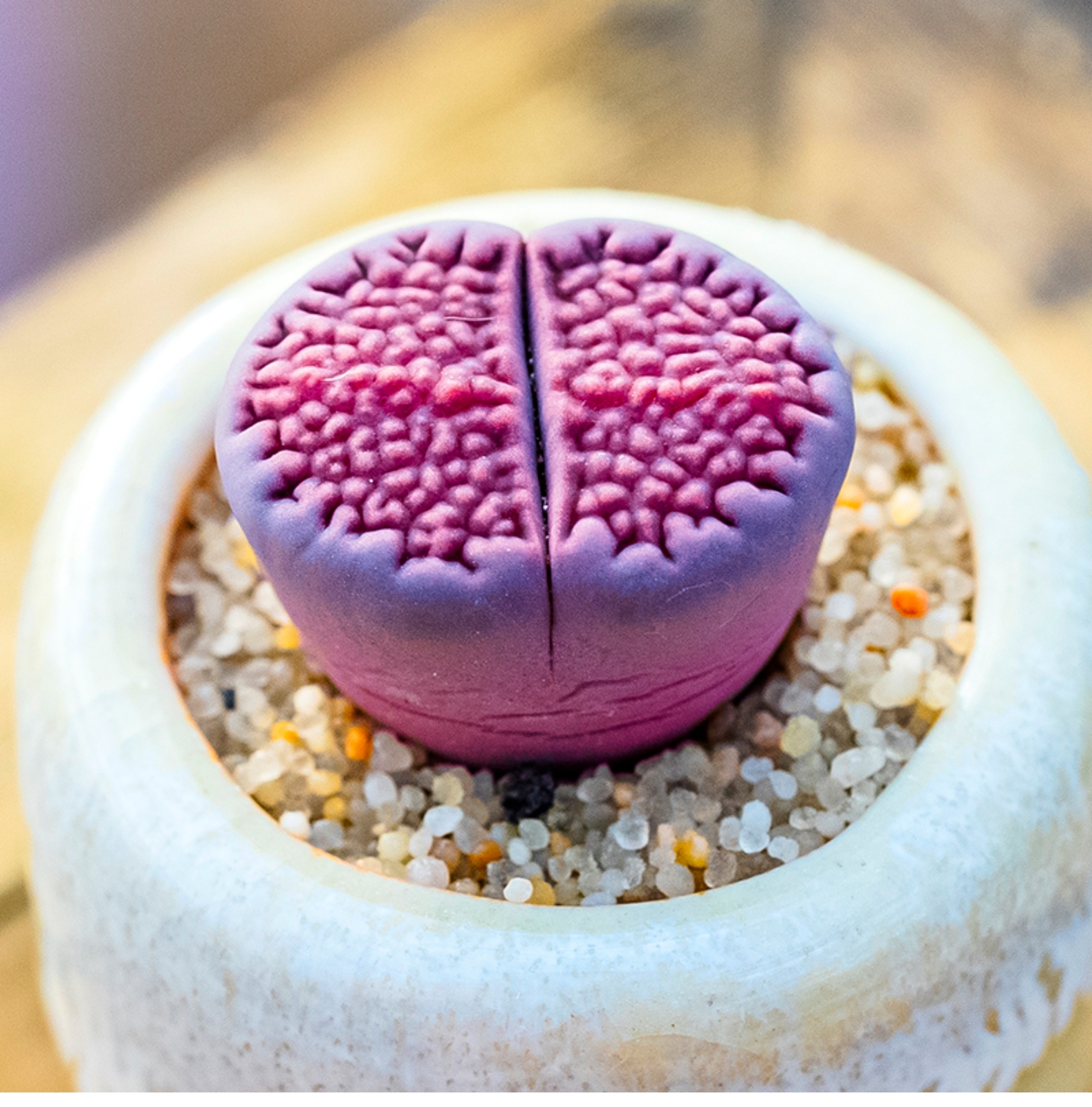 1.5-2cm 1-5PCS Seedling Succulent Live Plant Lithops Hallii Purple Beautiful Garden Rare Succulent Plants