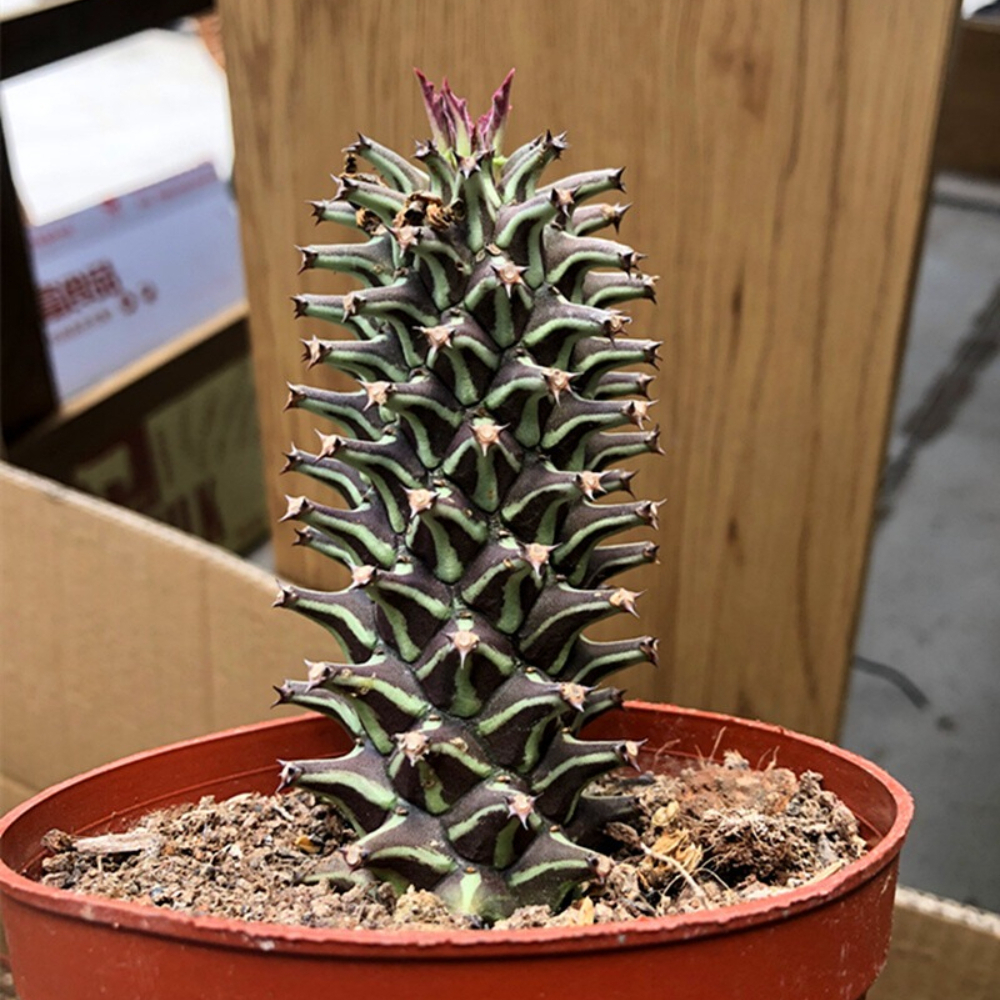 6-8cm Seedling Cactus Live Plants Monadenium guentheri Beautiful Living Garden Rare succulent plants