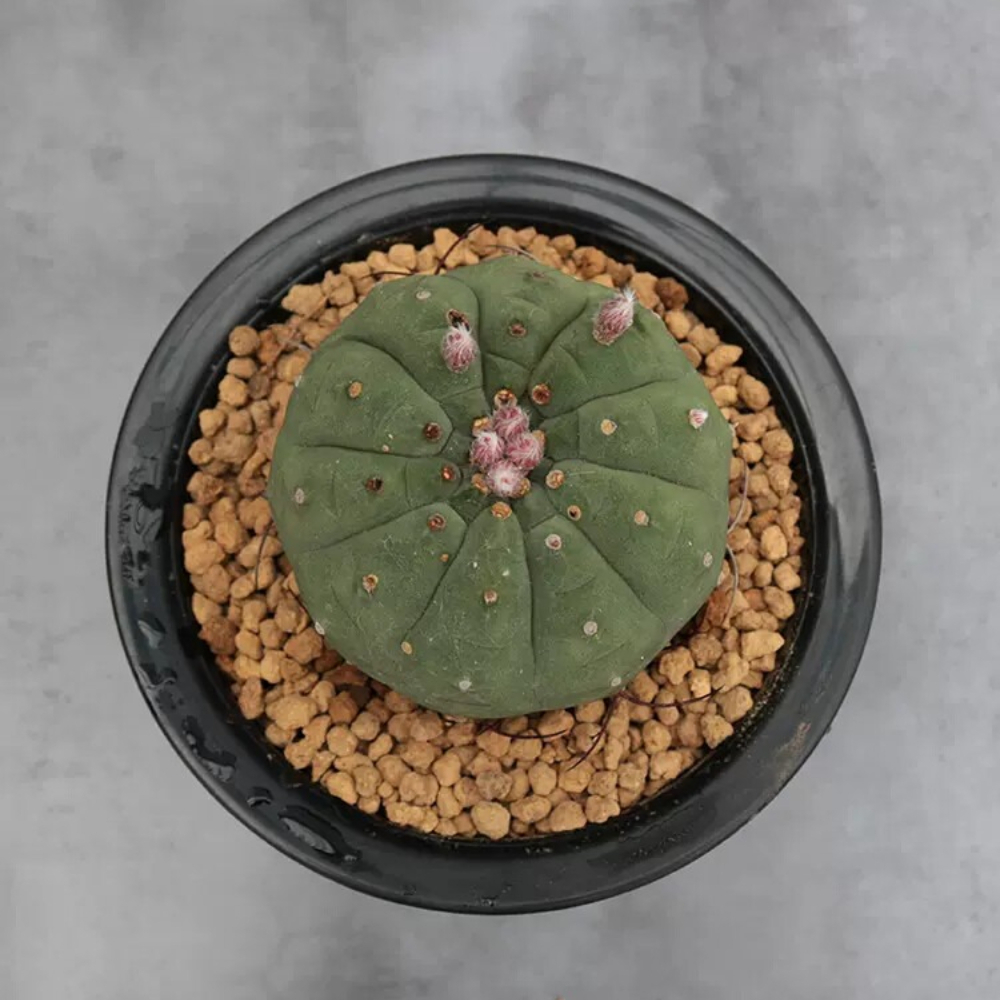 4cm Seedling Cactus Live Plants Matucana madisoniorum Beautiful Rare outdoor Garden Cactus