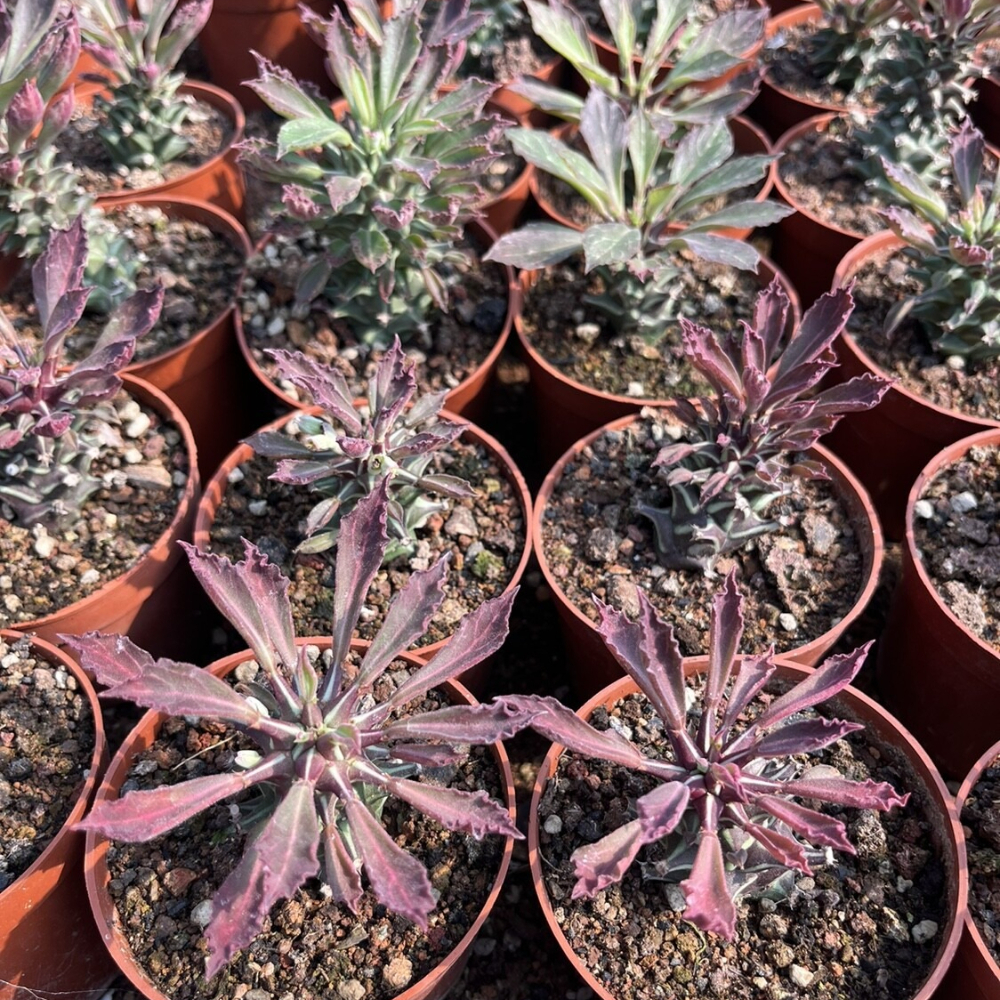 6-8cm Seedling Cactus Live Plants Monadenium guentheri Beautiful Living Garden Rare succulent plants