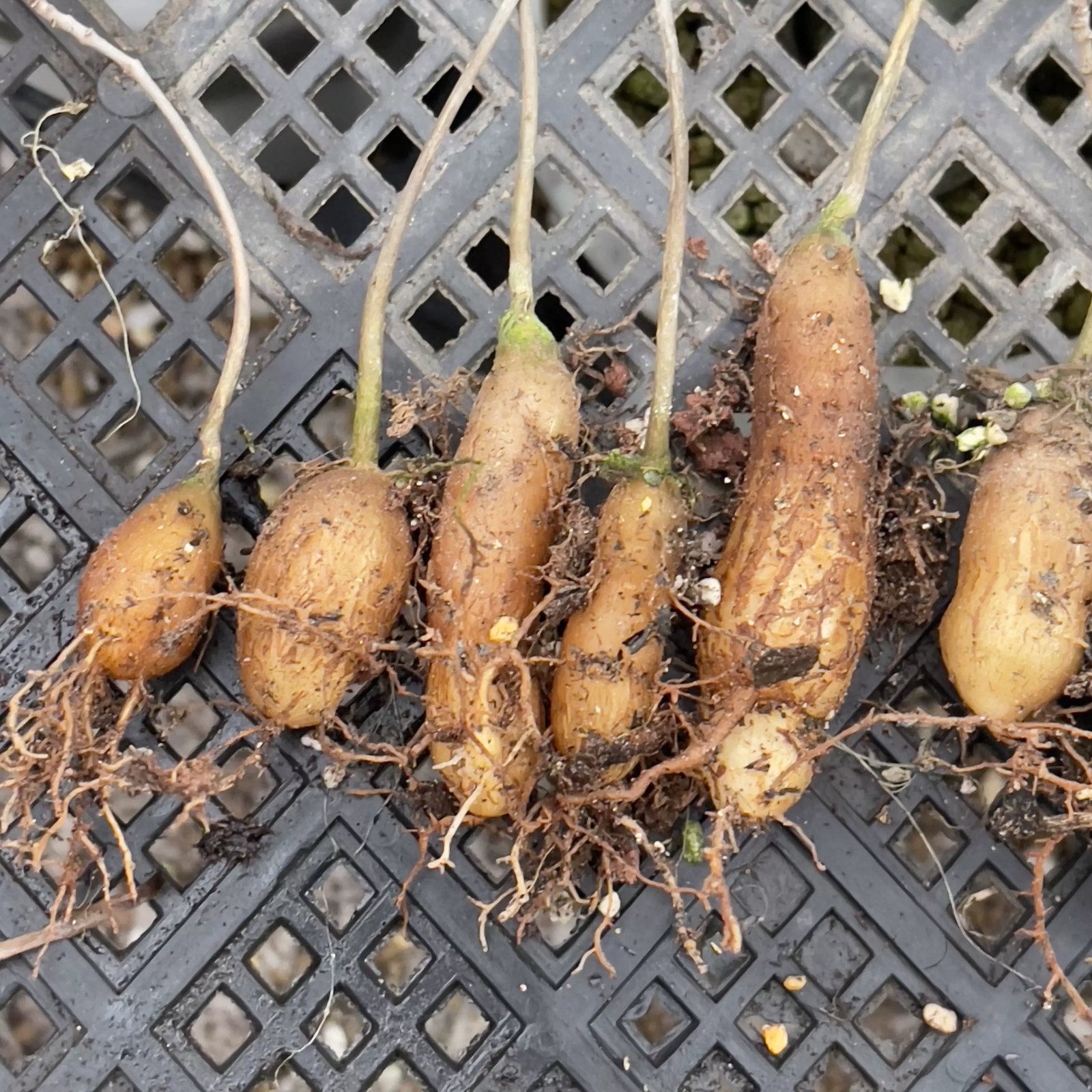 2cm 1PCS Seedling Cactus Live Plants Operculicarya pachypus Beautiful Rare Garden Tuber succulent plant