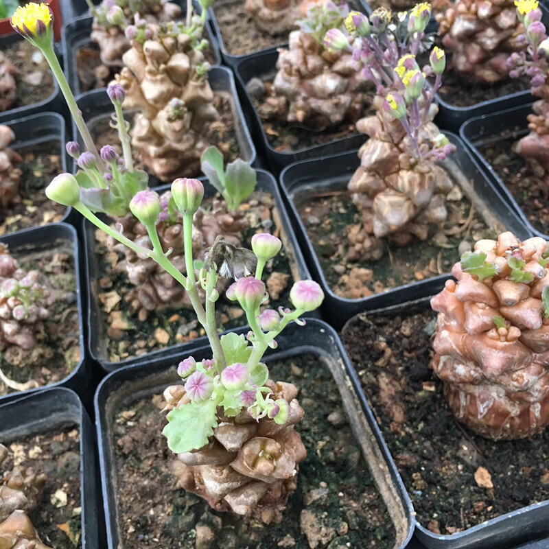 5-7cm 1PCS Seedling Cactus Live Plants Othonna Herrei Triste Beautiful Rare Garden Tuber succulent plant