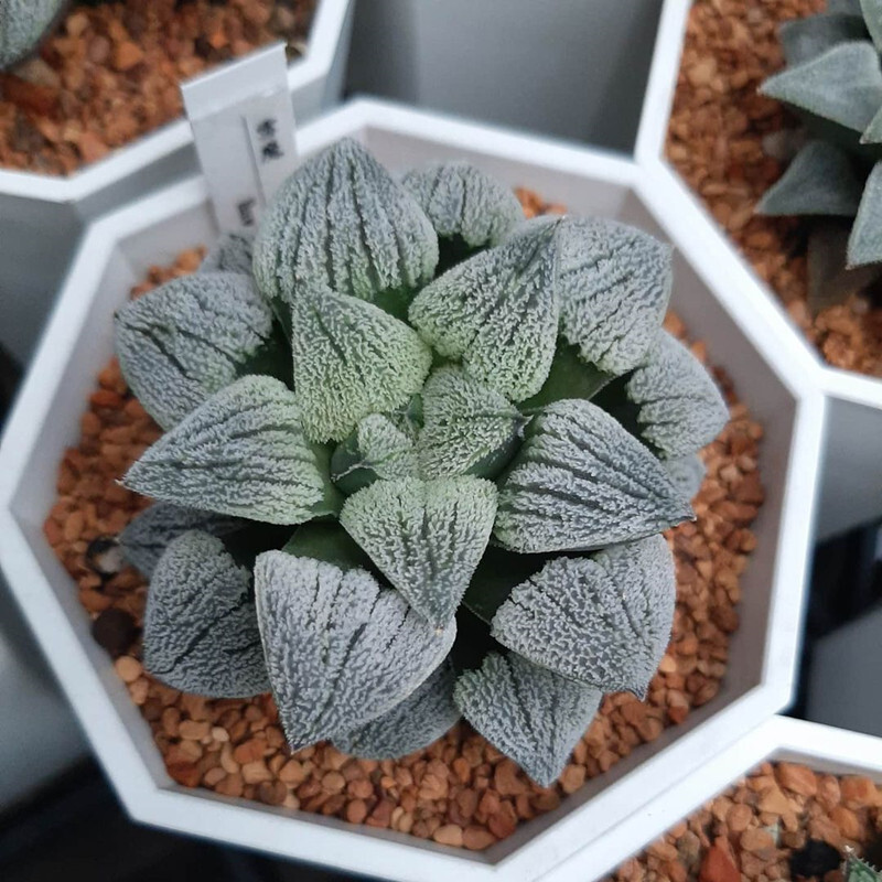 4-5cm Seedling Cactus Haworthia Live Plants Haworthia pygmaea Beautiful Garden Rare Succulent plants