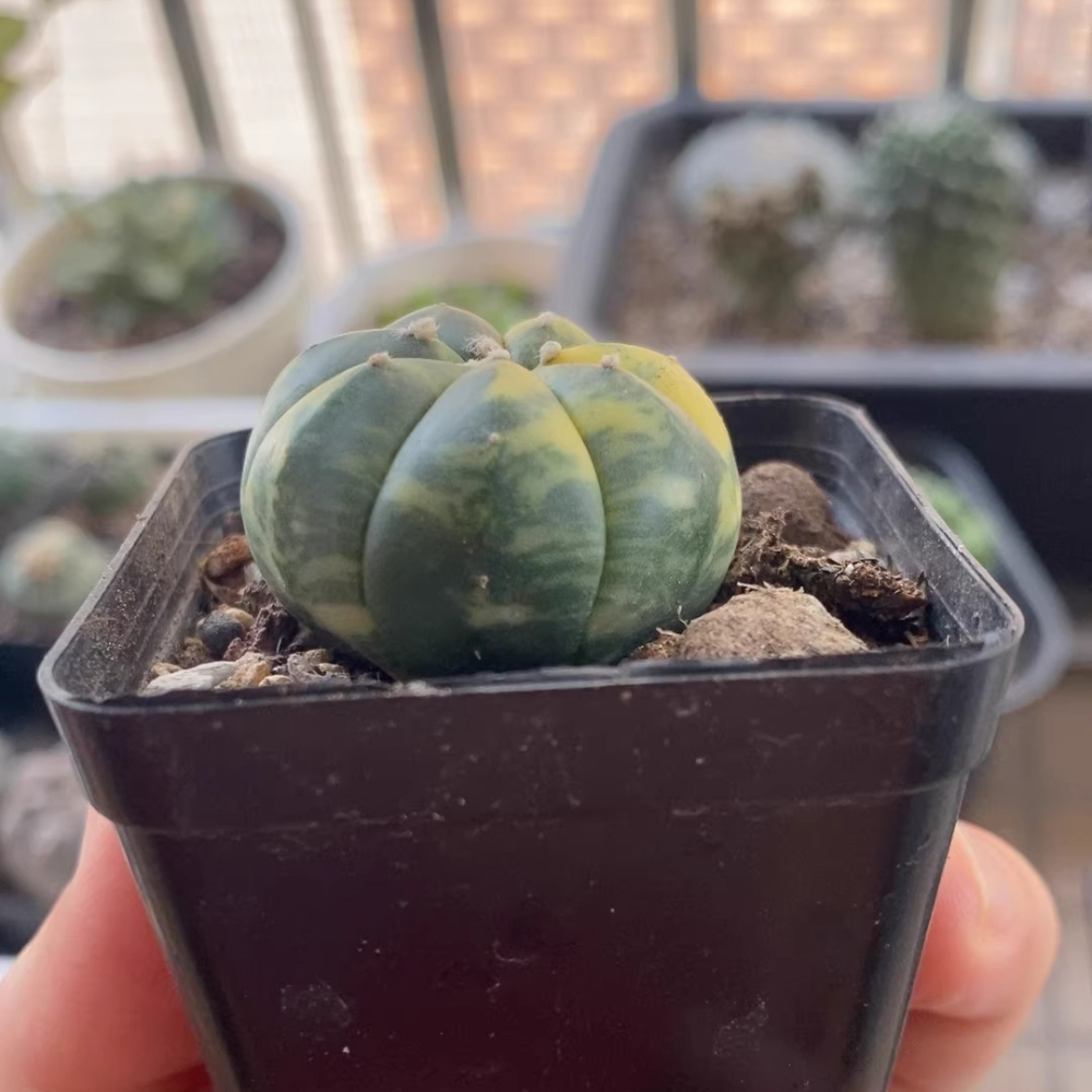 3cm 1PCS Seedling Cactus Live Plants Astrophytum Asterias Yellow Variegated Beautiful Rare Garedn Succulent plants