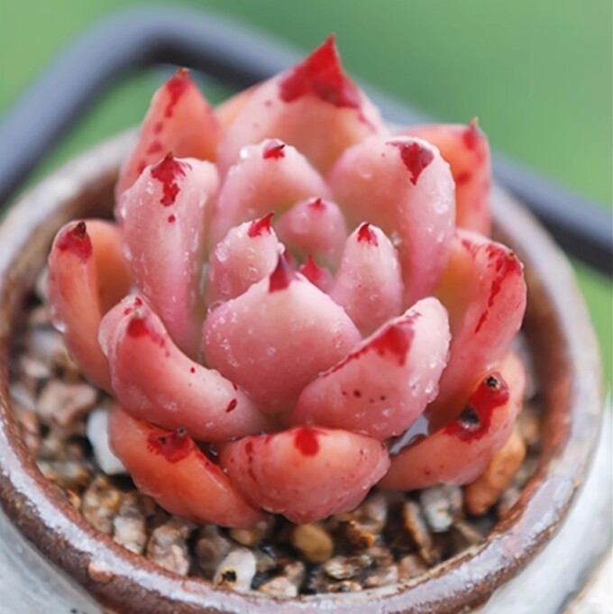 4cm Seedling Succulent Live Plants Echeveria 'Honey pink' Garden Succulent Rare Succulent