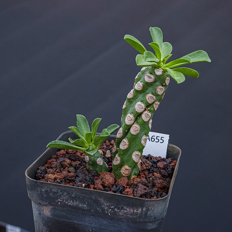 7-9cm 1PCS Seedling Cactis Live Plants Euphorbia Royleana Boiss Cristata Beautiful Rare succulent plants