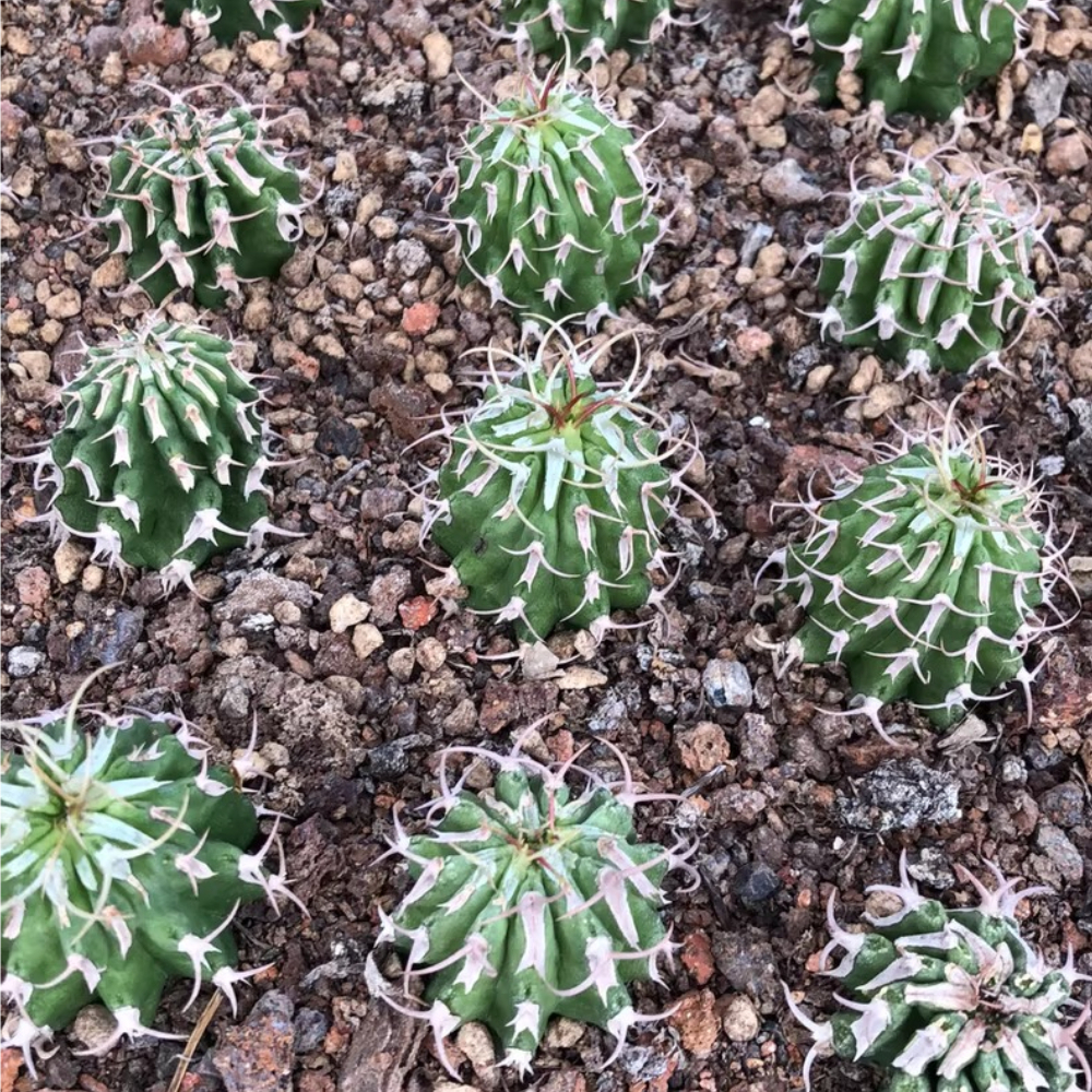 4.5-6cm Seedling Cactus Live Plants Euphorbia Columnaris Beautiful Rare Garden Succulent plants