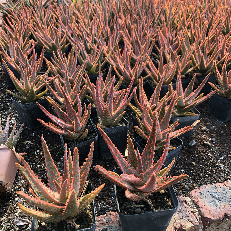 7-8cm Seedling Cactus Live Plants Aloe Christmas Carol Beautiful Rare Garden Succulent plants