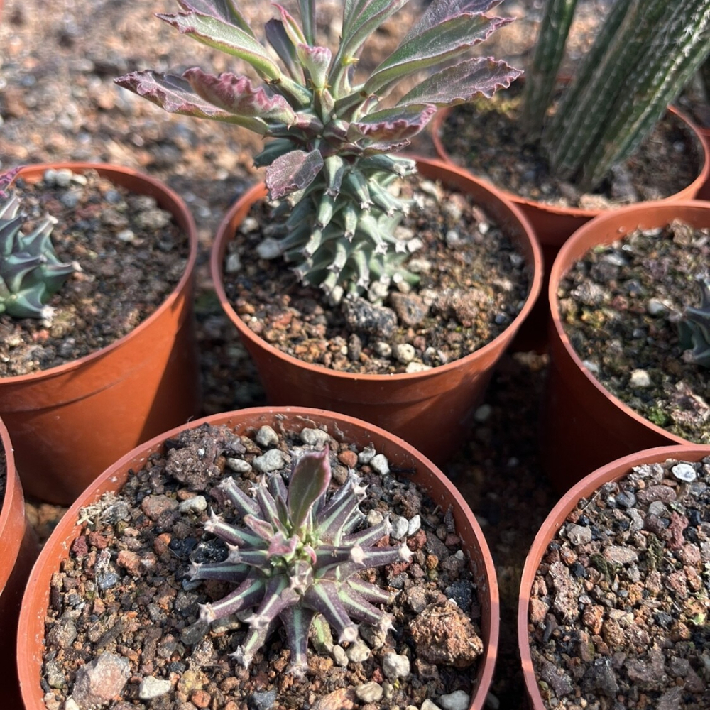 6-8cm Seedling Cactus Live Plants Monadenium guentheri Beautiful Living Garden Rare succulent plants