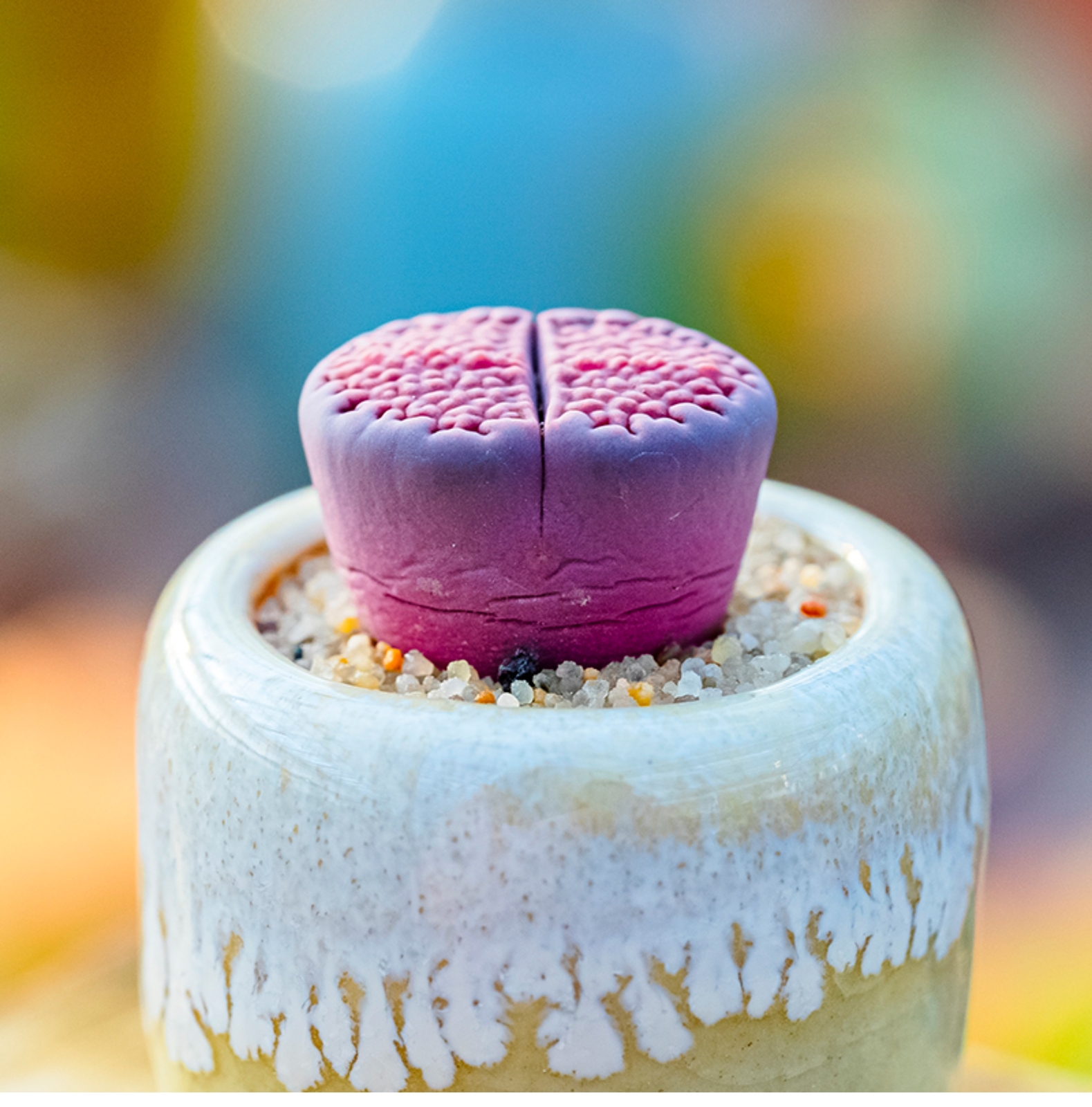 1.5-2cm 1-5PCS Seedling Succulent Live Plant Lithops Hallii Purple Beautiful Garden Rare Succulent Plants