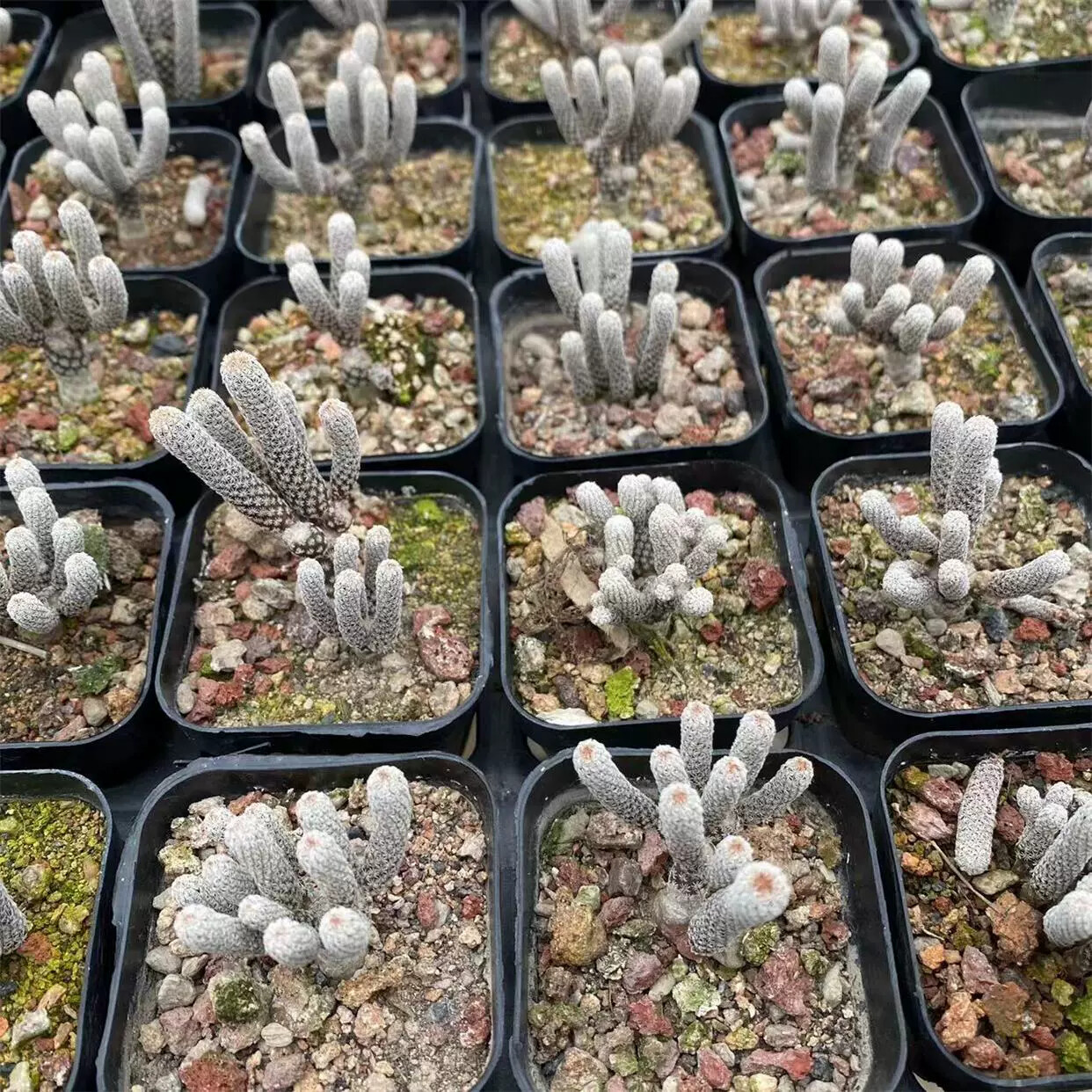 1PCS 5-6cm Multiple Heads Cactus Live Plants Turbinicarpus minimus Garden Beautiful Succulent Plants