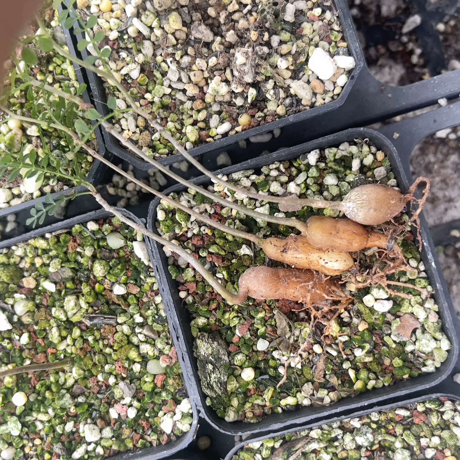 2cm 1PCS Seedling Cactus Live Plants Operculicarya pachypus Beautiful Rare Garden Tuber succulent plant