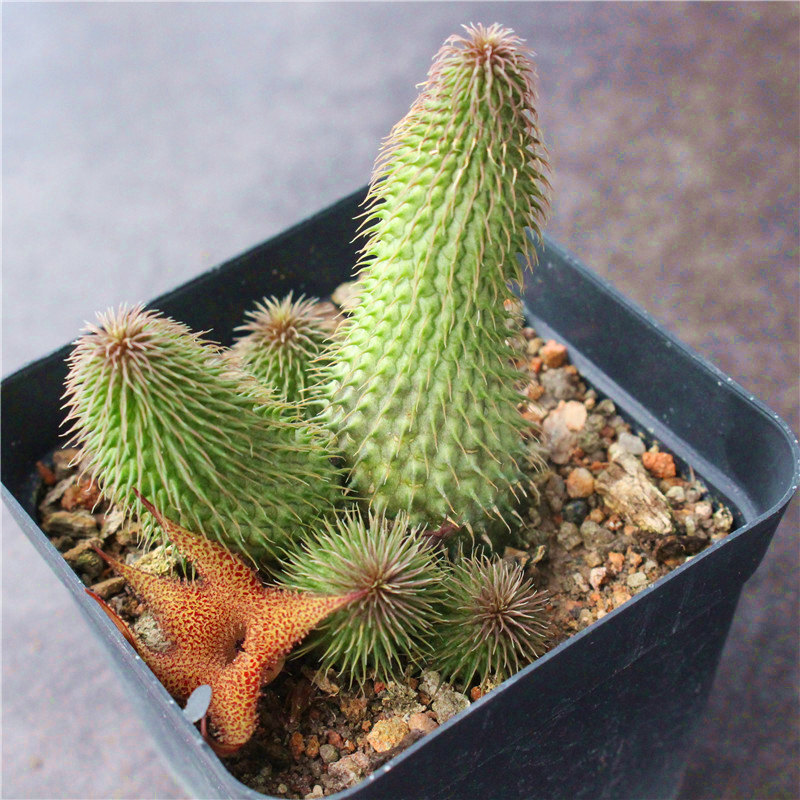 4-6CM 1PCS Seedling Cactus Live Plants Huernia pillansii Beautiful Rare Garden succulent plants