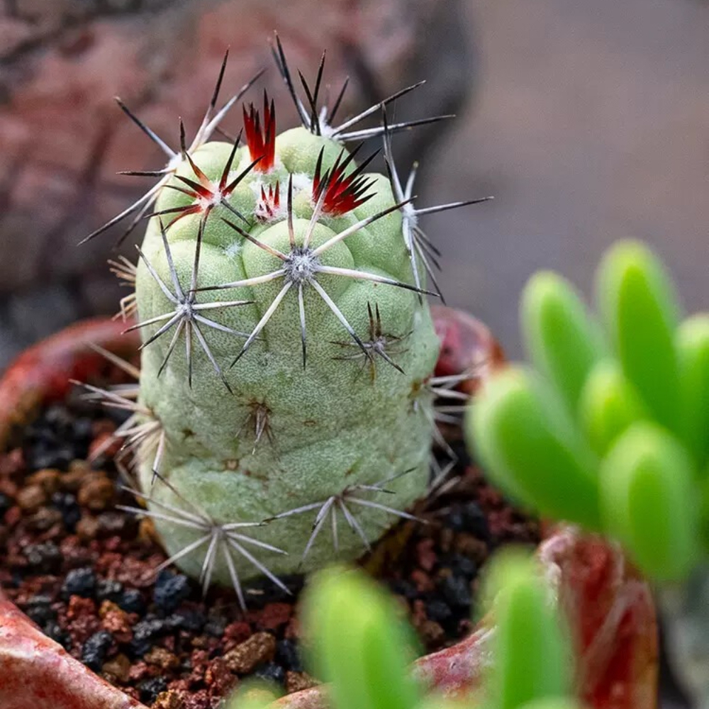 2.5-3cm Seedling Cacuts Live Plant Ortegocactus macdougallii Beautiful Rare succulent plants