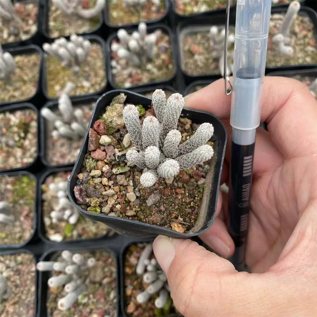 1PCS 5-6cm Multiple Heads Cactus Live Plants Turbinicarpus minimus Garden Beautiful Succulent Plants