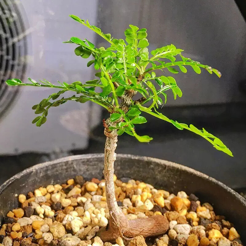 2cm 1PCS Seedling Cactus Live Plants Operculicarya pachypus Beautiful Rare Garden Tuber succulent plant