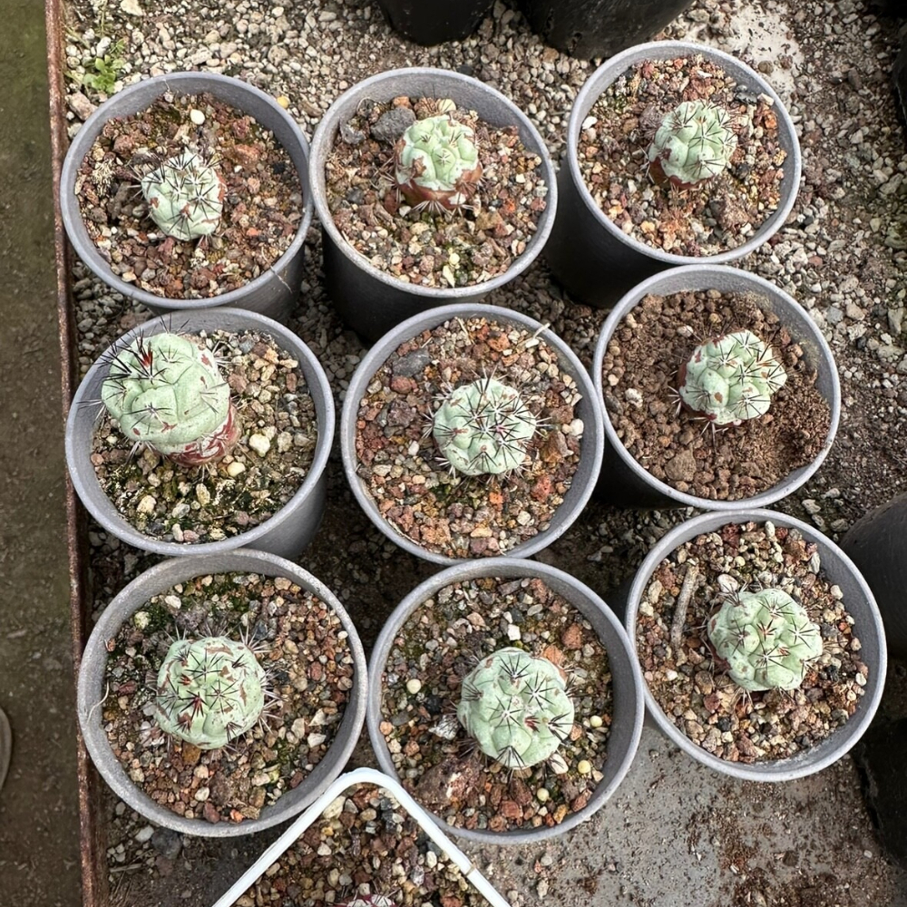 2.5-3cm Seedling Cacuts Live Plant Ortegocactus macdougallii Beautiful Rare succulent plants