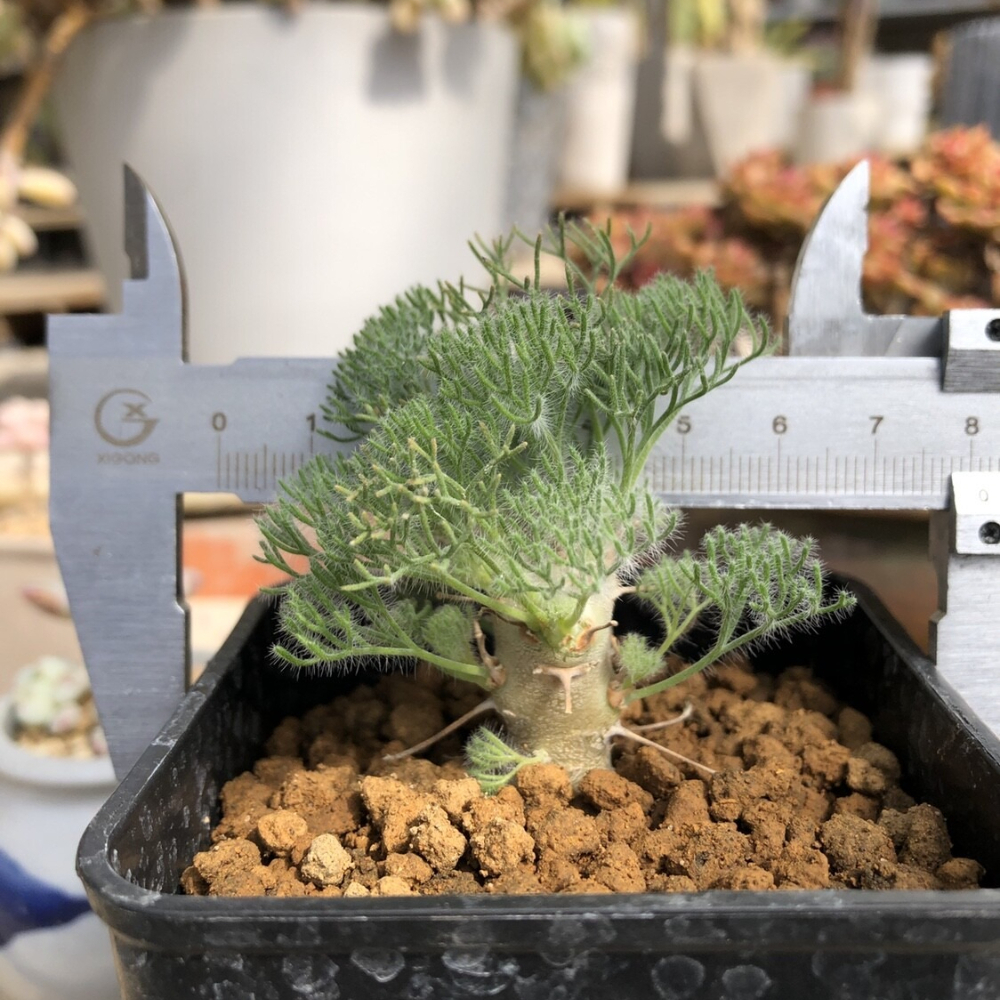 1.5CM 1PCS Seedling Cactus Live Plants Monsonia Peniculina Beautiful Root Tuber Succulent Plants