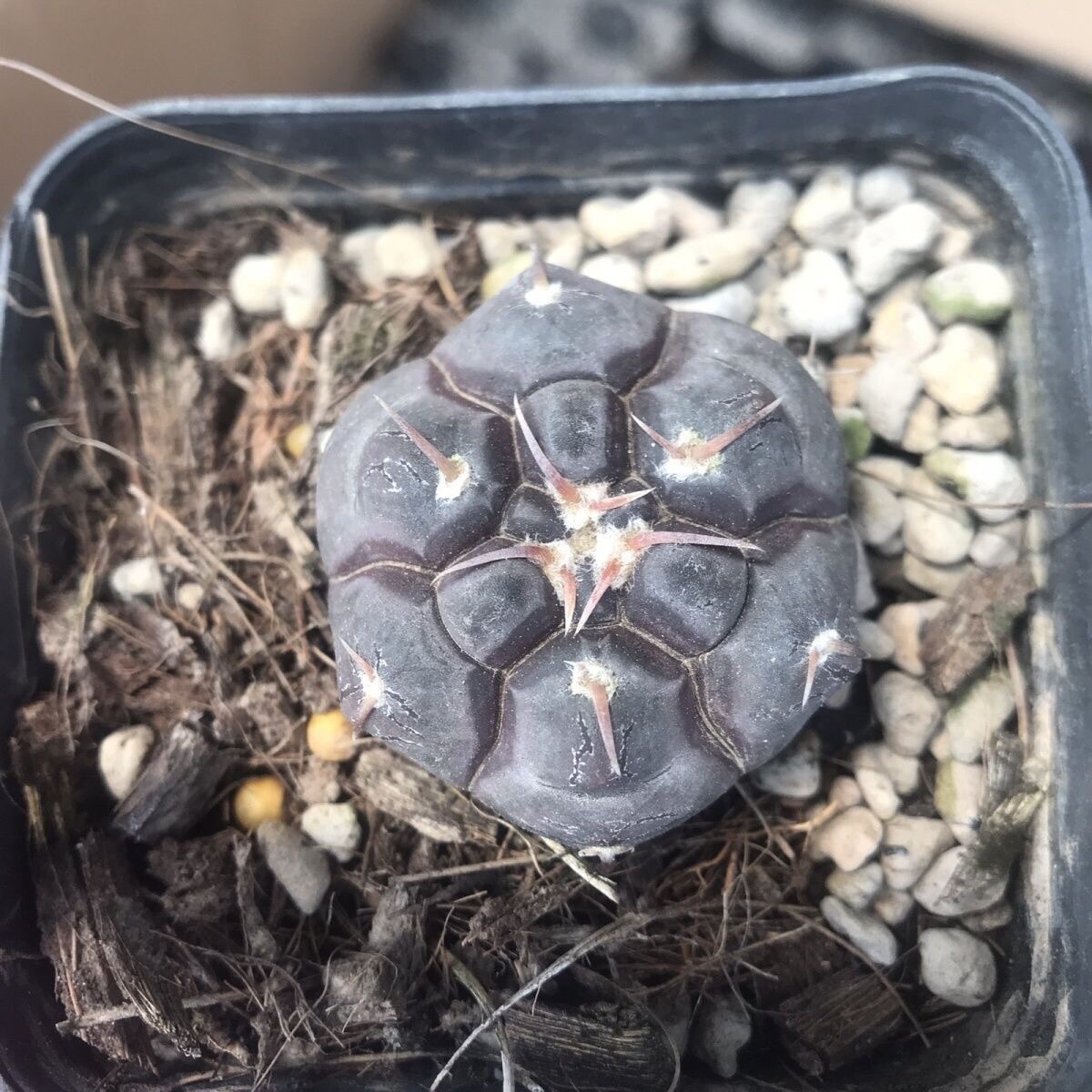 3cm 1PCS Seedeling Cactus Live Plants Gymnocalycium Prochazkianum Beautiful Rare succulent plants