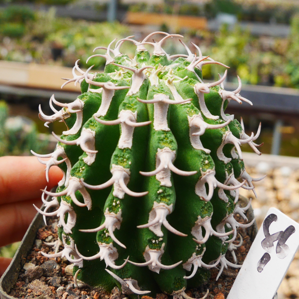 4.5-6cm Seedling Cactus Live Plants Euphorbia Columnaris Beautiful Rare Garden Succulent plants