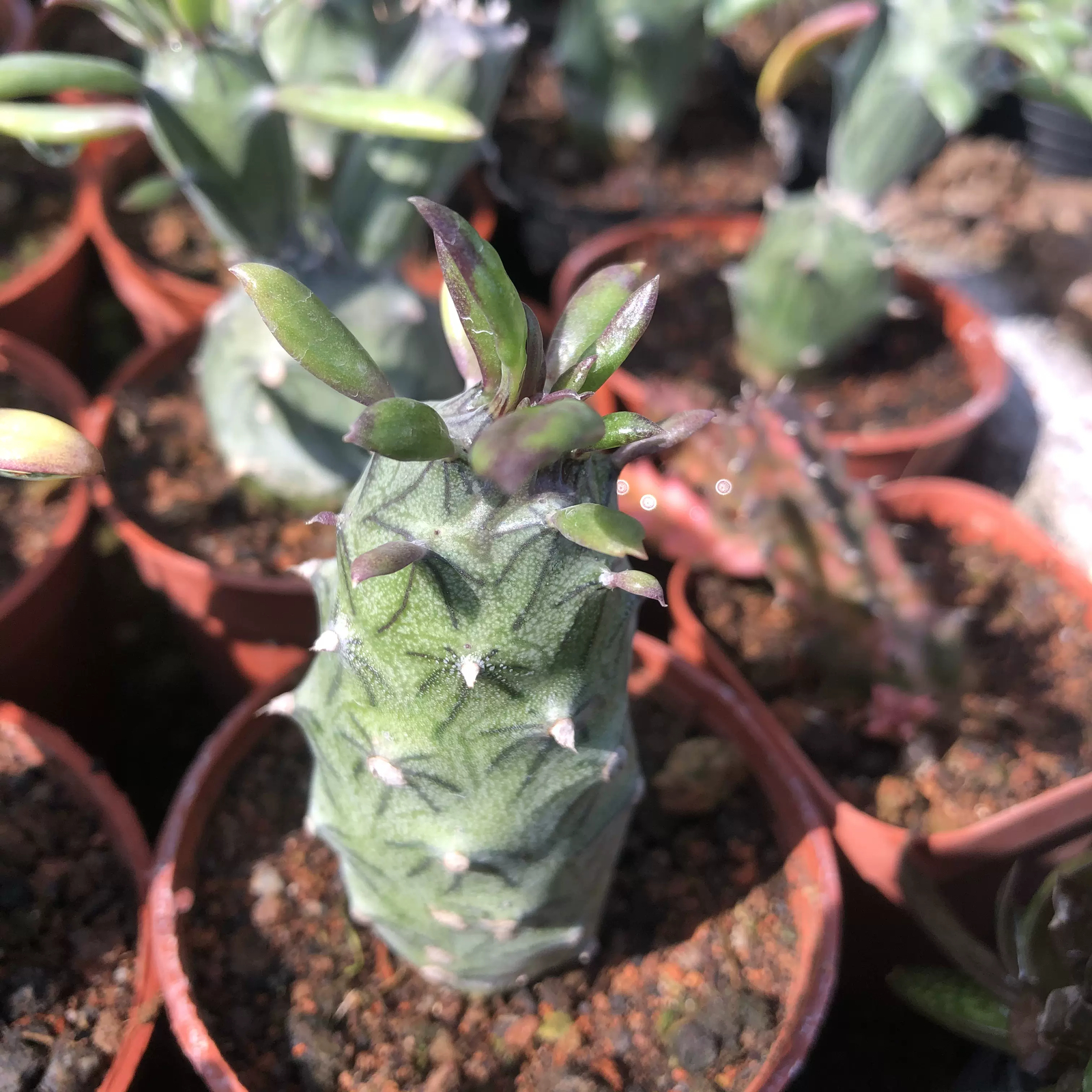 6-8CM 1PCS Seedling Cactus Live Plants Senecio mweroensisssp Beautiful Rare Garden succulent plants