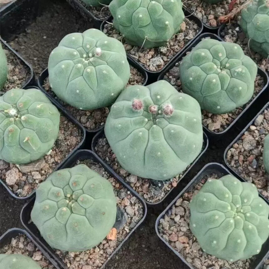 4cm Seedling Cactus Live Plants Matucana madisoniorum Beautiful Rare outdoor Garden Cactus