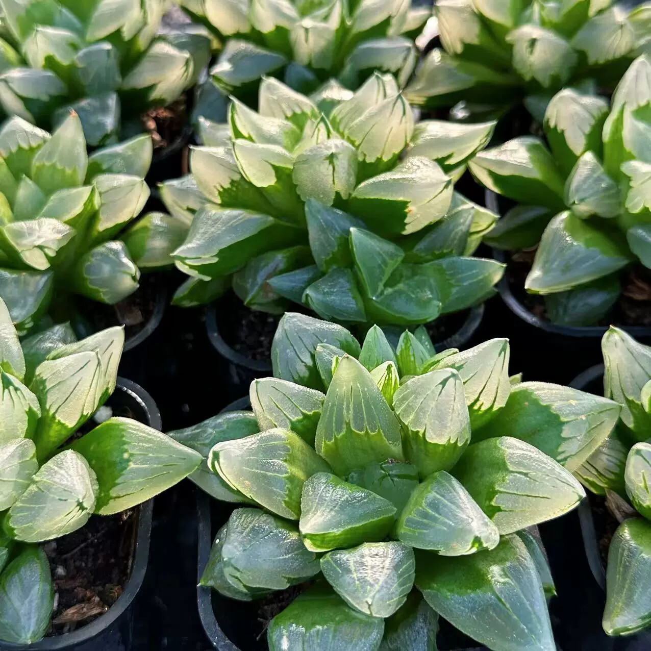 6-7CM 1PCS Seedling Cactus Live Plants Haworthia Comptioniana Life of City Beautiful Succulent Plants