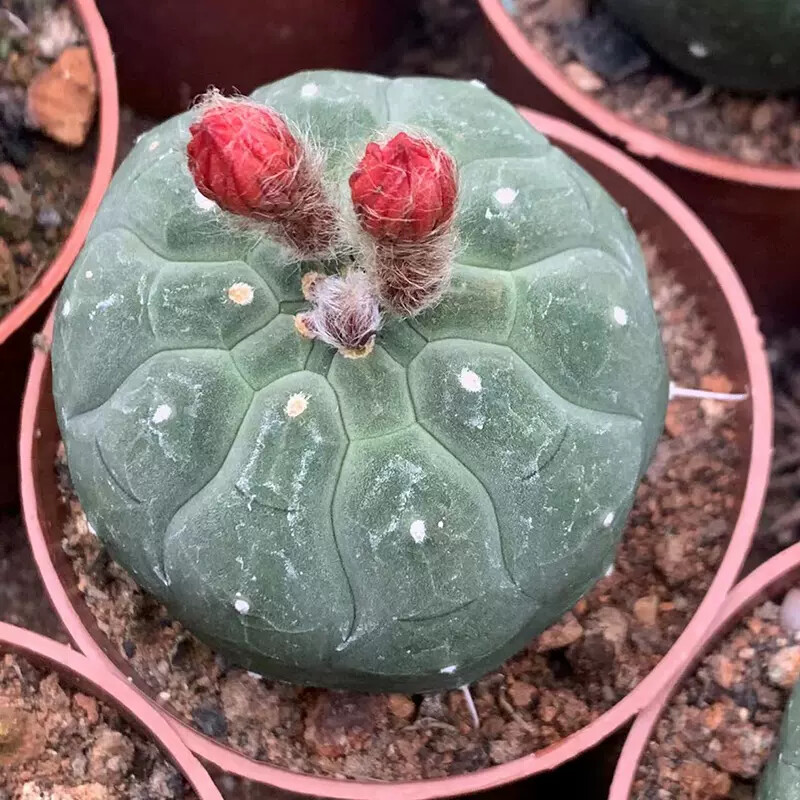 4cm Seedling Cactus Live Plants Matucana madisoniorum Beautiful Rare outdoor Garden Cactus