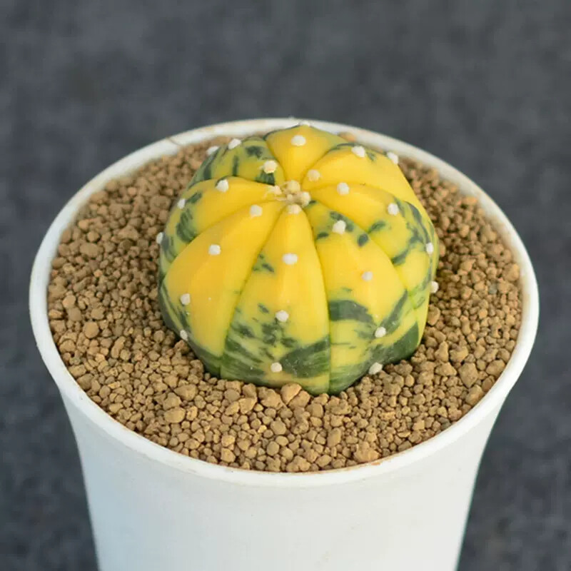 3cm 1PCS Seedling Cactus Live Plants Astrophytum Asterias Yellow Variegated Beautiful Rare Garedn Succulent plants