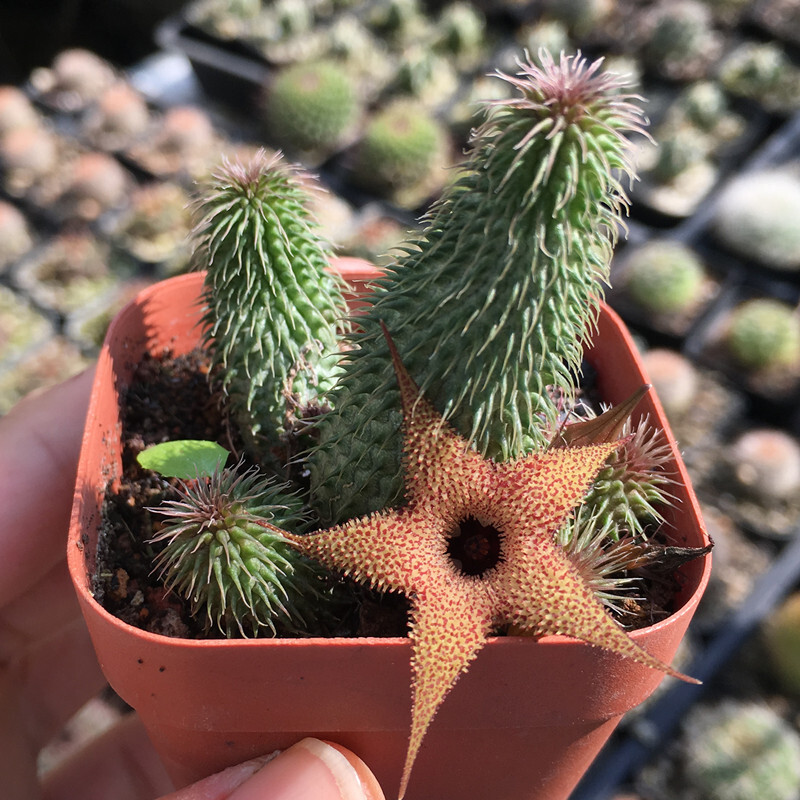 4-6CM 1PCS Seedling Cactus Live Plants Huernia pillansii Beautiful Rare Garden succulent plants