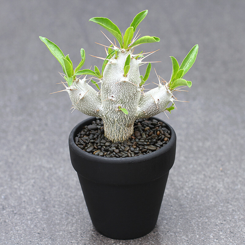 7-8cm Seedling Cactus Live Plants Pachypodium saundersii Beautiful Living Rare Garden succulent plants