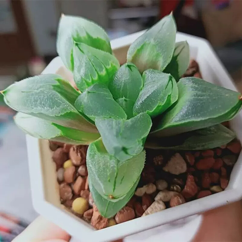 6-7CM 1PCS Seedling Cactus Live Plants Haworthia Comptioniana Life of City Beautiful Succulent Plants