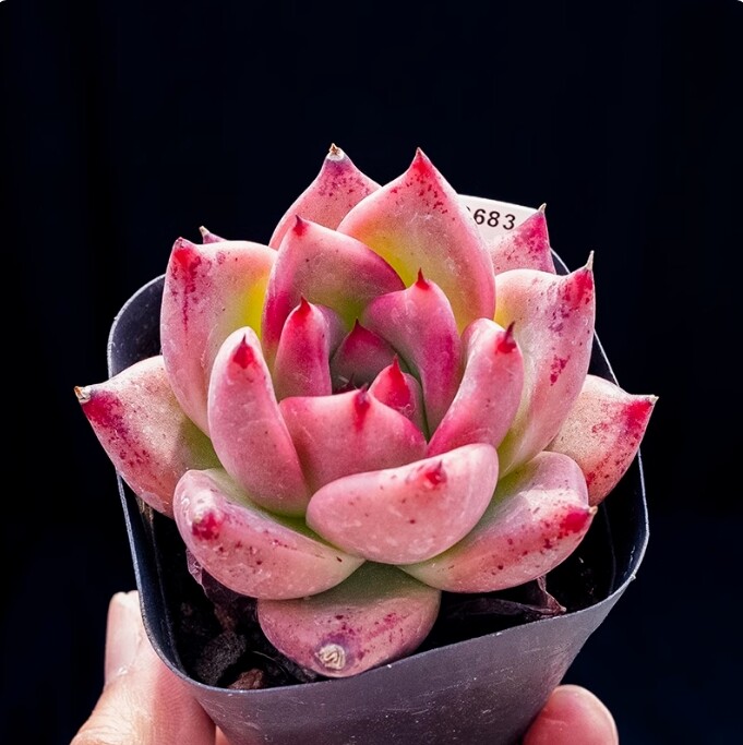 4cm Seedling Succulent Live Plants Echeveria 'Honey pink' Garden Succulent Rare Succulent