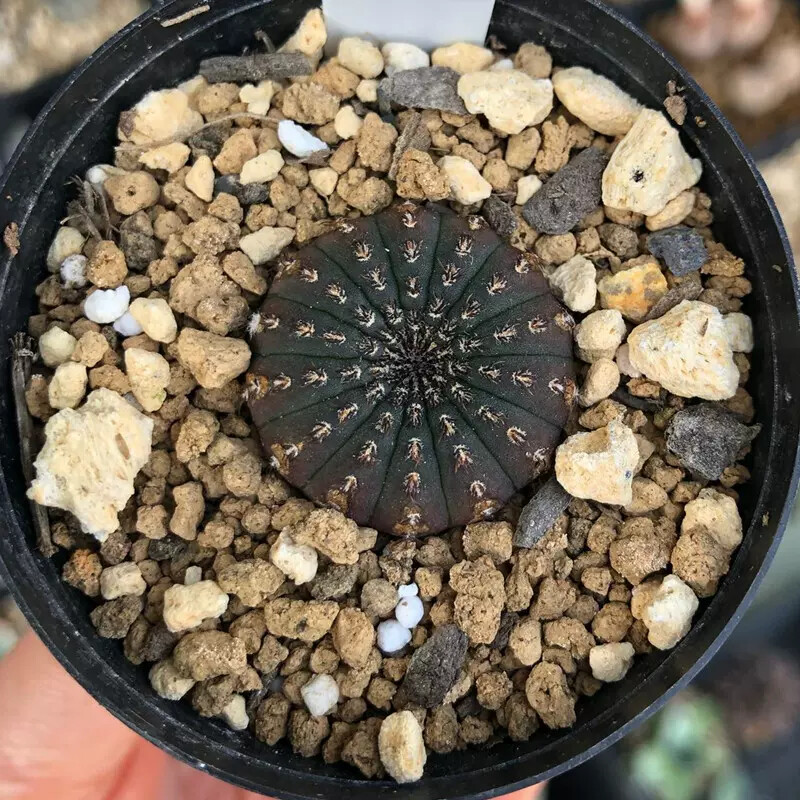 3CM 3PCS Seedling Cactus Live Plants Frailea asterioides Beautiful Garden Rare Succulent plants