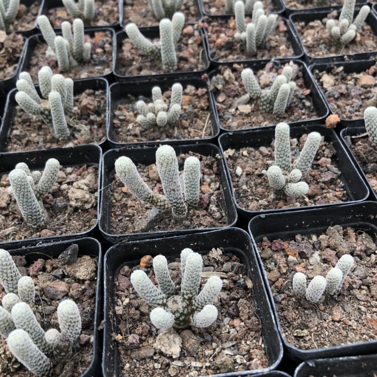 1PCS 5-6cm Multiple Heads Cactus Live Plants Turbinicarpus minimus Garden Beautiful Succulent Plants