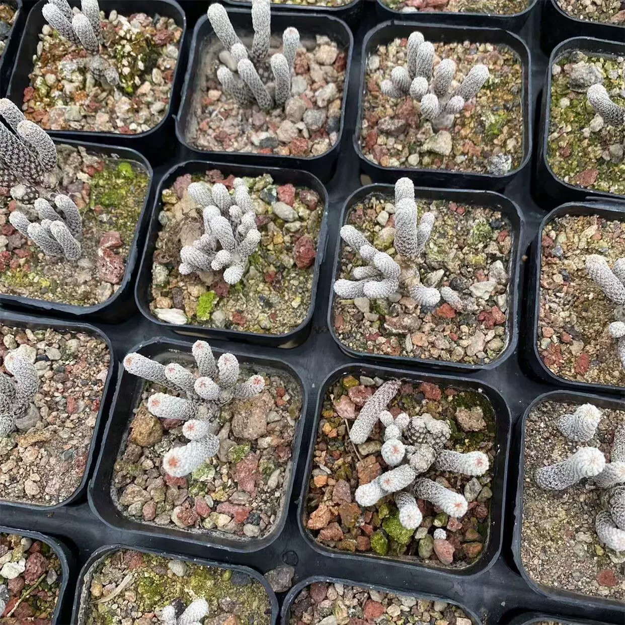 1PCS 5-6cm Multiple Heads Cactus Live Plants Turbinicarpus minimus Garden Beautiful Succulent Plants